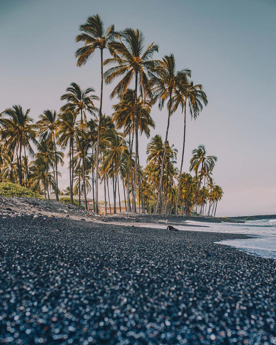 palm tree palm trees beside seashore coast